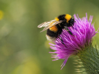 Abeilles et papillons : 4 gestes concrets pour les sauver depuis votre jardin