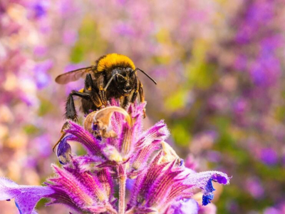 Qu'est ce qu’une abeille ?  Je vous dis tout ! 