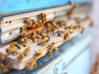 Abeille ou guêpe : comment les reconnaître ?