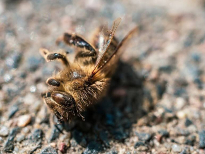 Combien d'abeilles meurent par jour ?