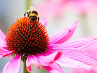 Comment les abeilles communiquent entre elles ? 
