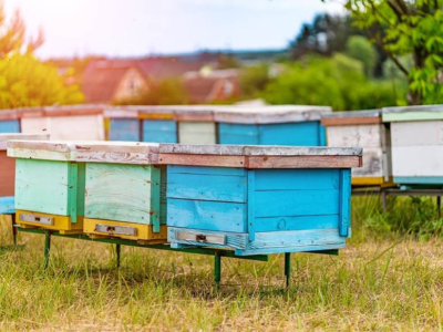 Combien d'abeilles meurent chaque année ?