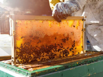 Combien d'abeilles pour 1 kg de miel ?