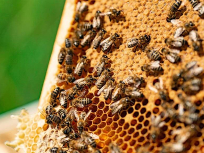 Combien y a-t-il d'abeilles dans le monde ?