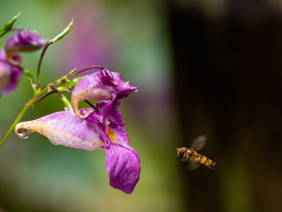 Comment reconnaitre les ruches d'abeilles sauvages ?