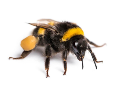 Découvrez le faux bourdon, l'abeille mâle dans la ruche !