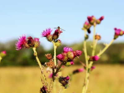 Tout savoir sur les réactions allergiques aux piqûres d'abeilles