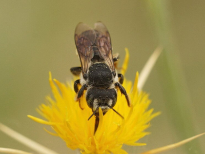Qu’est-ce que l’abeille solitaire ?