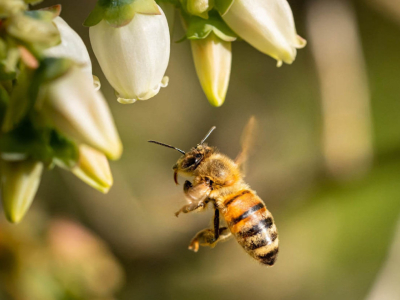 Le cycle de développement des abeilles