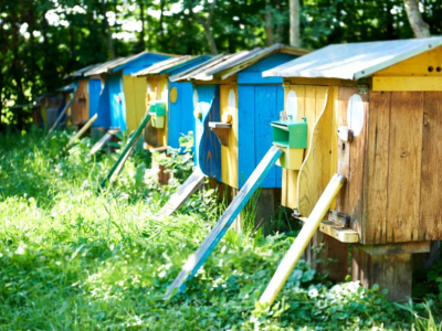 Découvrez quels sont les amis pollinisateurs des abeilles !