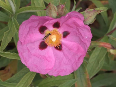 Le syrphe : cette mouche déguisée en guêpe qui sauve votre jardin !