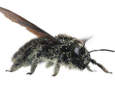 Qu’est-ce qu’une abeille charpentière ?