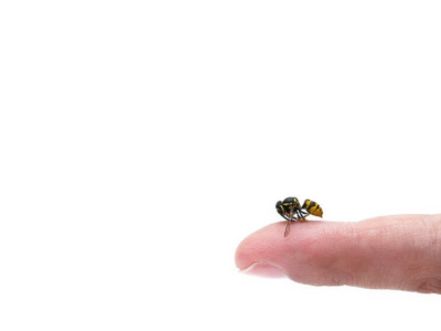 Est-ce qu’une abeille meurt après avoir piqué ?